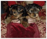 Free  Tea Cup Yorkie Puppies Available.