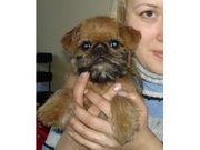 Brussels griffon - the excellent puppy,  quality of the show. 