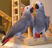 Talking african grey parrots