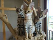 Serval and Savannah Kittens Available