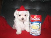 Very adorable maltese puppies for free adoption