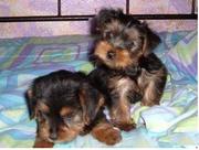 Male and Female Tea-Cup Yorkie for Home