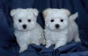 i have two adorable and cute maltese for adoption