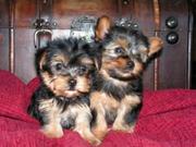 Wow lovely yorkie puppies looking for a new and lovely family