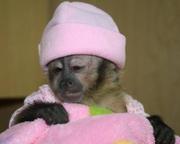 Beautiful baby capuchin monkey