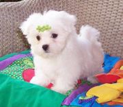 Cute Yorkie Puppies For Adoption(johnny.carson89@yahoo.com)