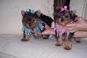 CUTE AND ADORABLE TEA CUP YORKIE PUPPIES
